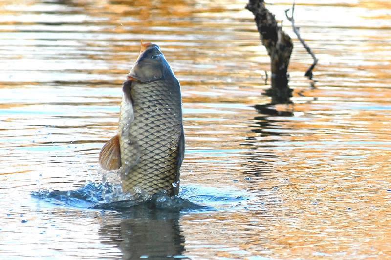 ce e mai bun decat un boiles ? - sare.jpg